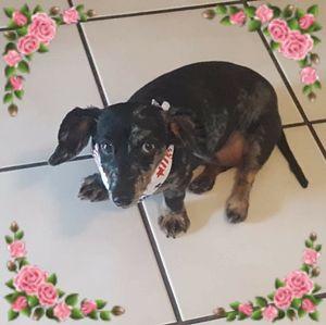 Meet your Posher, Cheryl